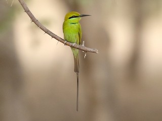  - African Green Bee-eater