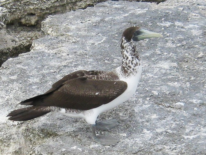 アオツラカツオドリ Ebird
