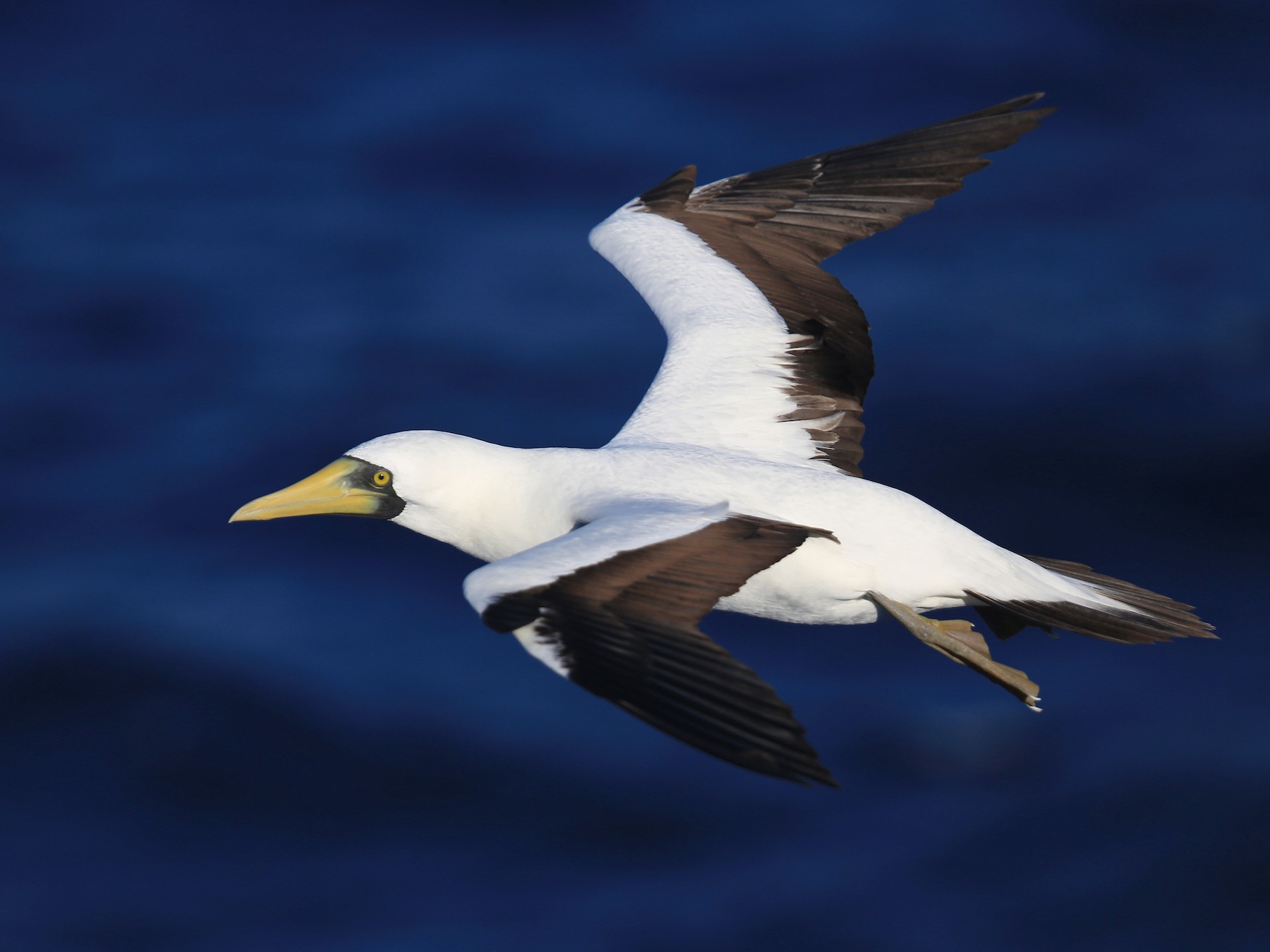 Masked Booby - Tim Lenz