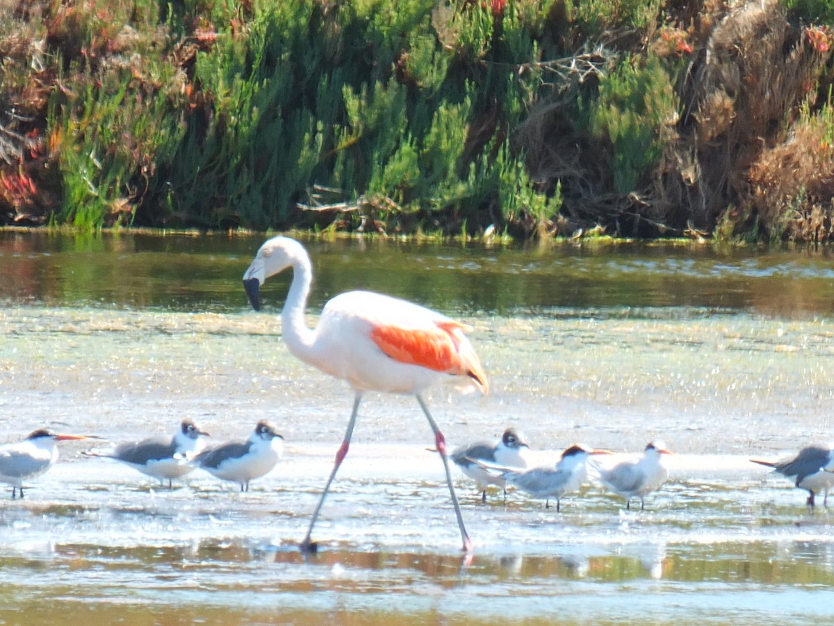 Chilean Flamingo - Nicolás Cerda B.