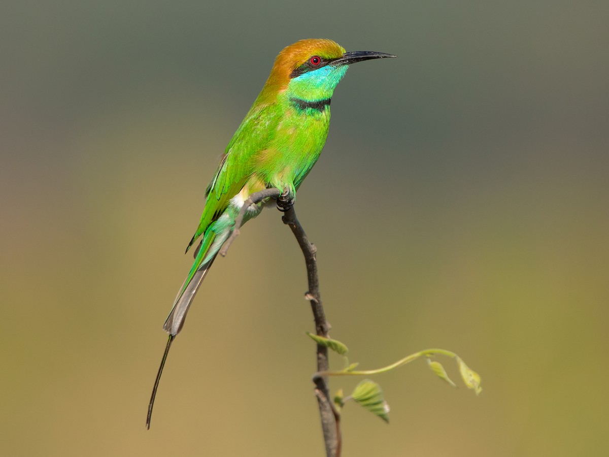 Asian Green Bee-eater - Merops orientalis - Birds of the World