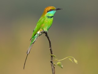  - Asian Green Bee-eater