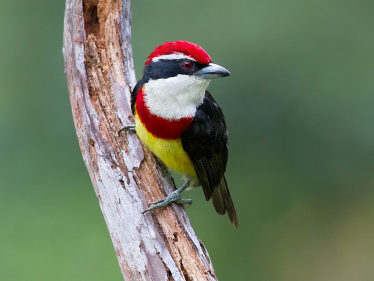 Capito wallacei - eBird