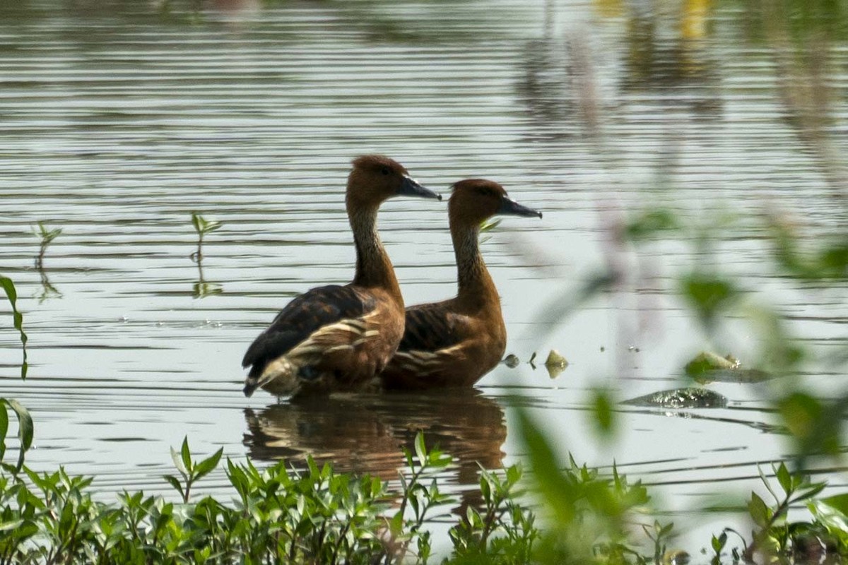 Fulvous Whistling-Duck - ML491296261
