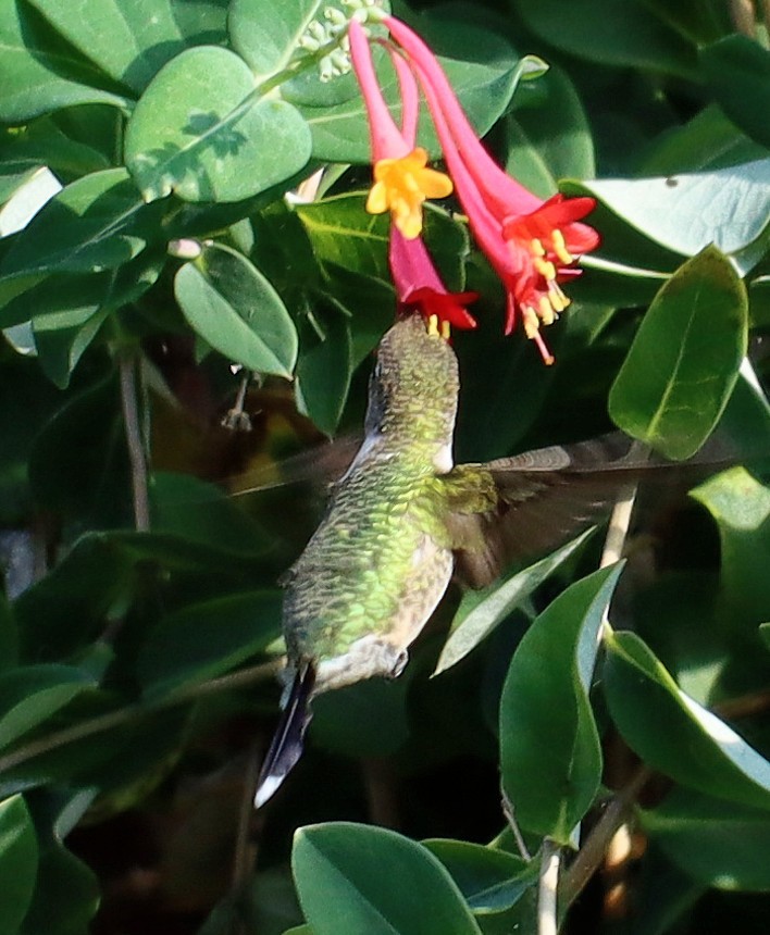 Ruby-throated/Black-chinned Hummingbird - ML491298611