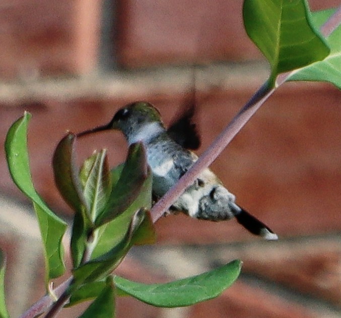 Ruby-throated/Black-chinned Hummingbird - ML491298621