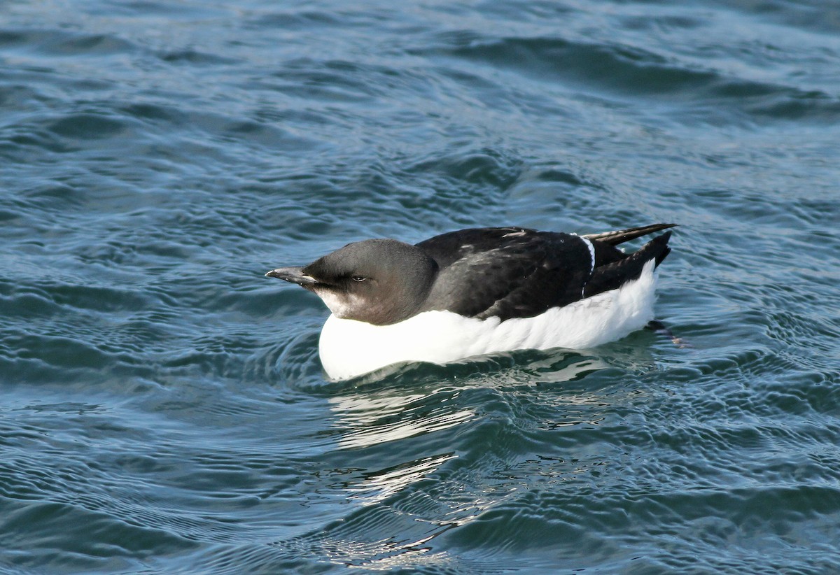 Thick-billed Murre - ML49129891