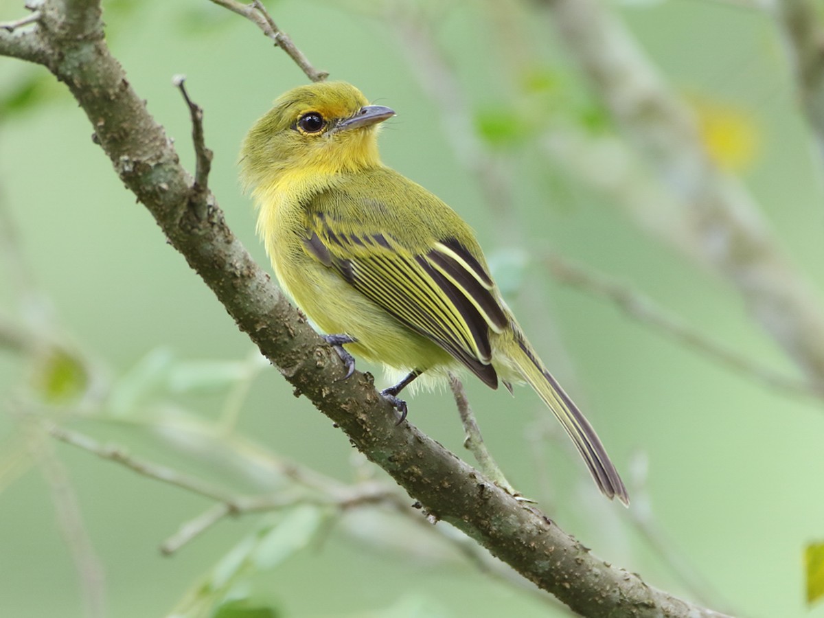 Ochre-lored Flatbill - Tolmomyias flaviventris - Birds of the World