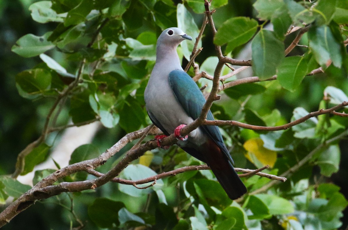 Island Imperial-Pigeon - ML491299521