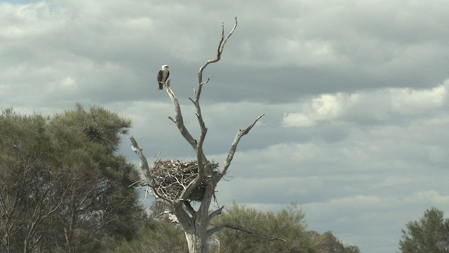 Águila Pescadora (Australia) - ML491299821