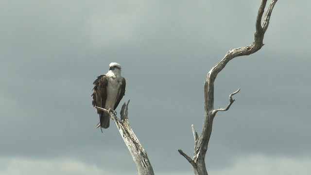 Águila Pescadora (Australia) - ML491299841