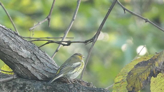 Cape May Warbler - ML491300351