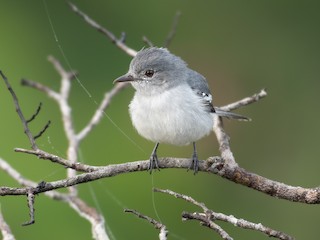  - Amazonian Elaenia