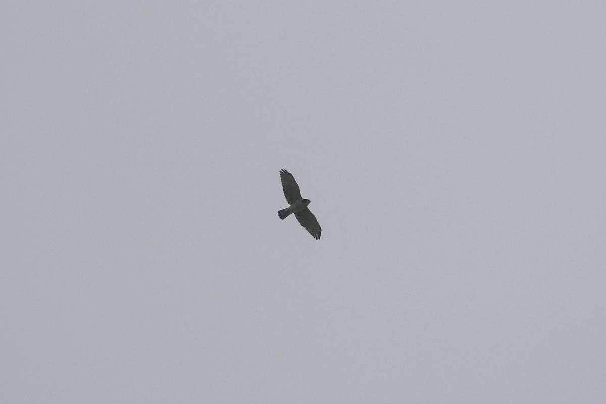 Broad-winged Hawk - ML491306911