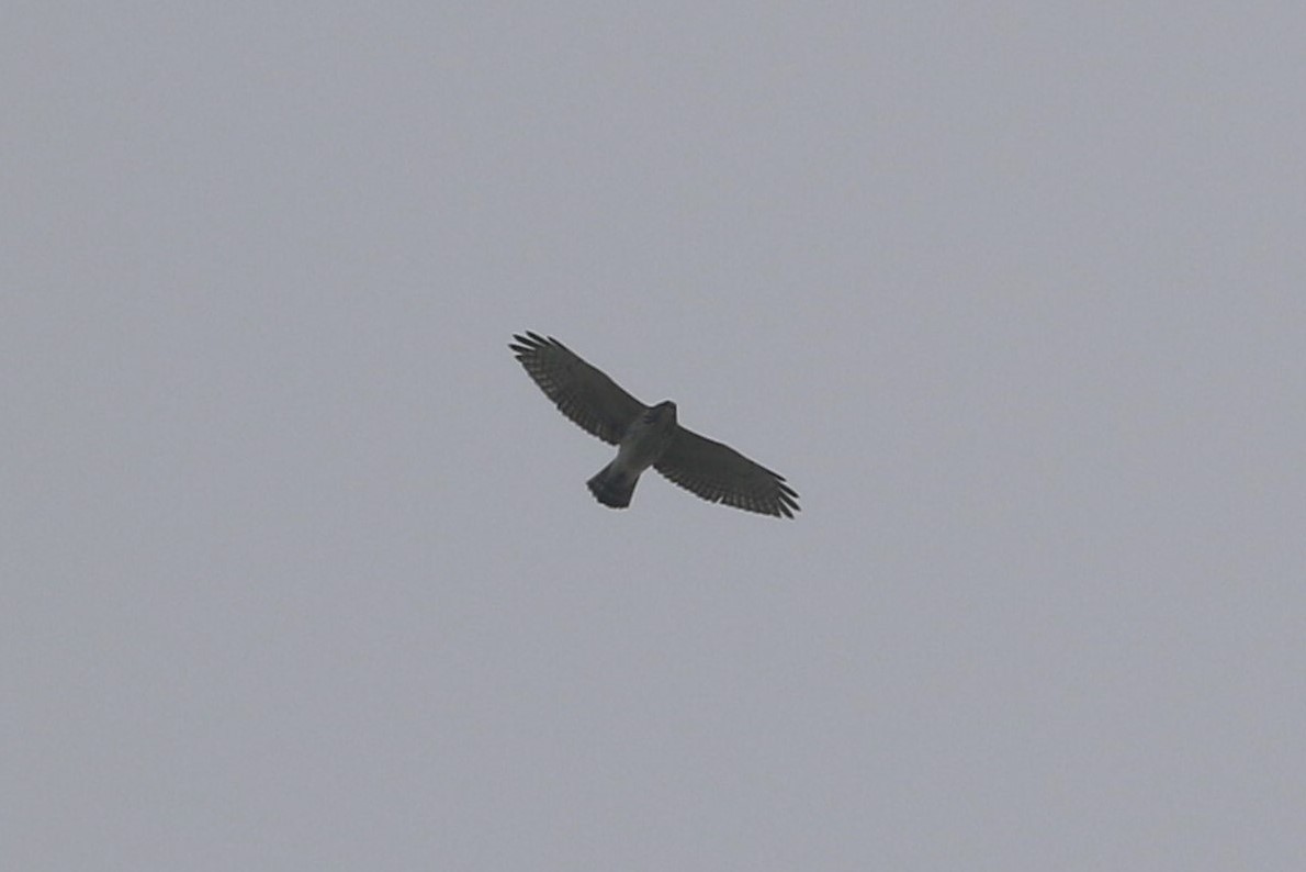 Broad-winged Hawk - ML491306961