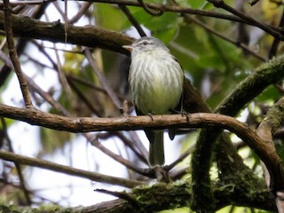  - White-fronted Tyrannulet (Zeledon's)