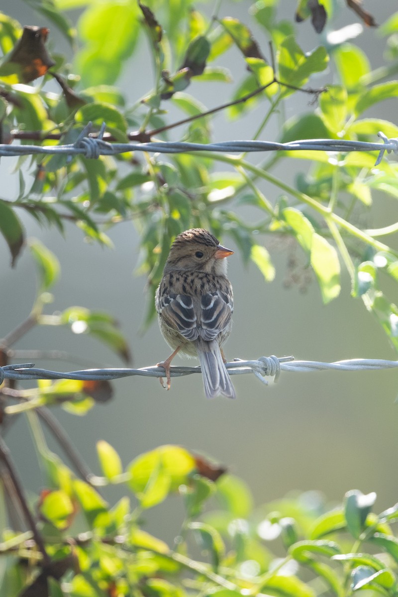 Clay-colored Sparrow - ML491311111