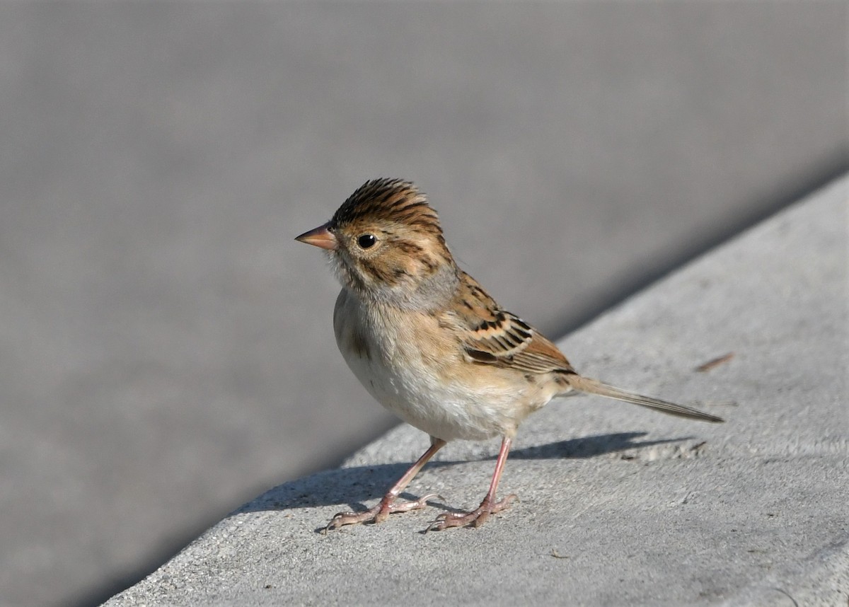 Clay-colored Sparrow - ML491311161