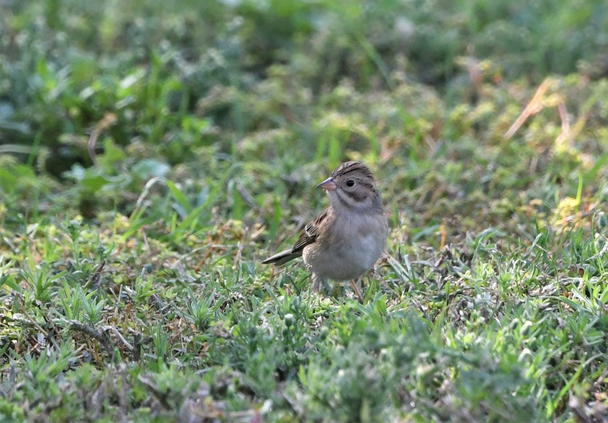 Clay-colored Sparrow - Laura Hill