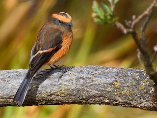  - Rufous-browed Chat-Tyrant