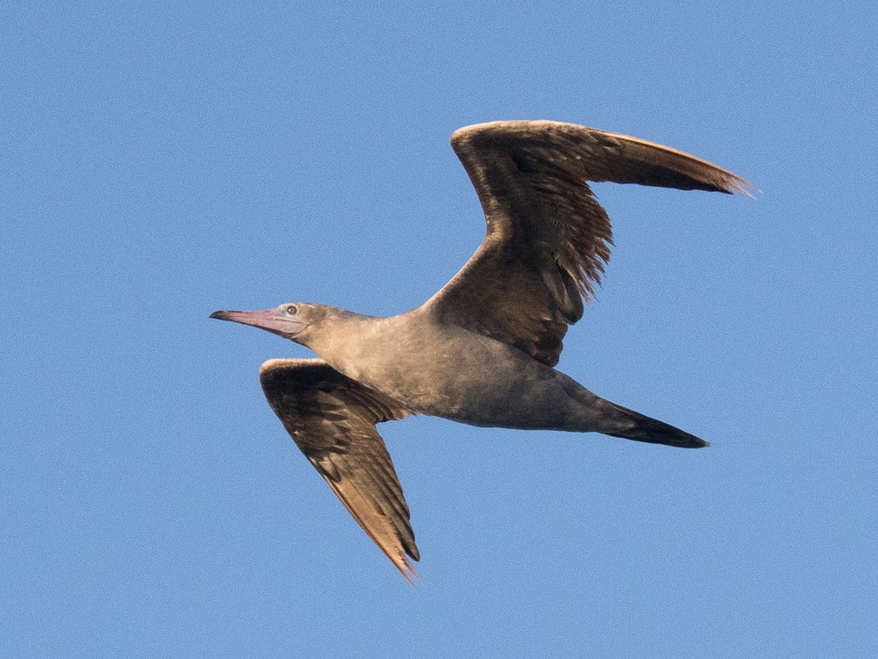 Red-footed Booby - Ken Chamberlain