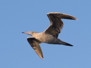 紅腳鰹鳥- eBird