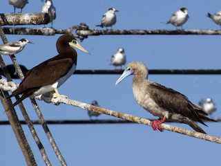 深色型成鳥 (with Brown Booby) - John Cahill xikanel.com - ML49131211