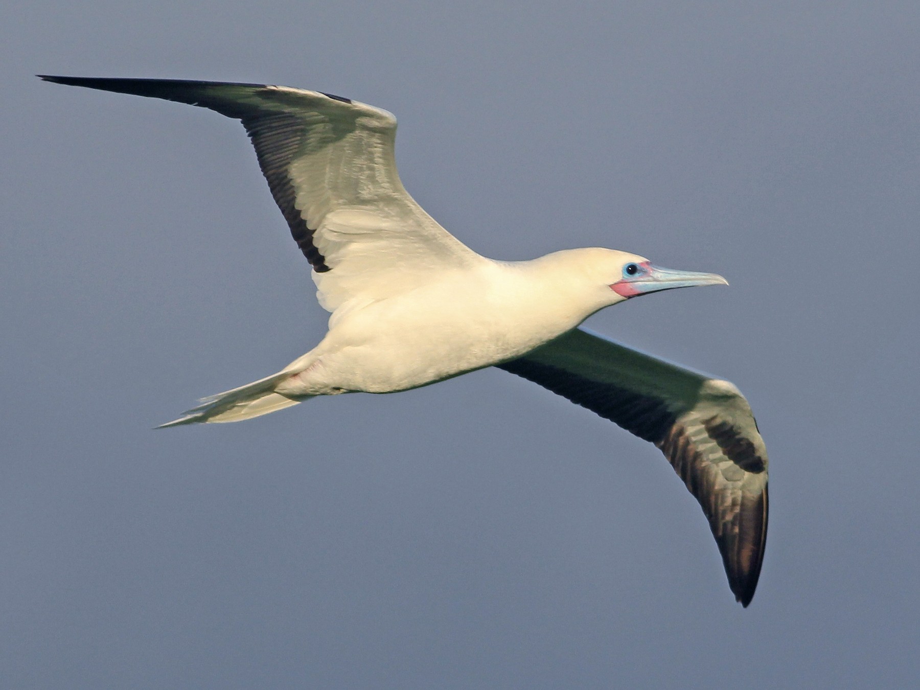 Red-footed Booby - Cameron Rutt