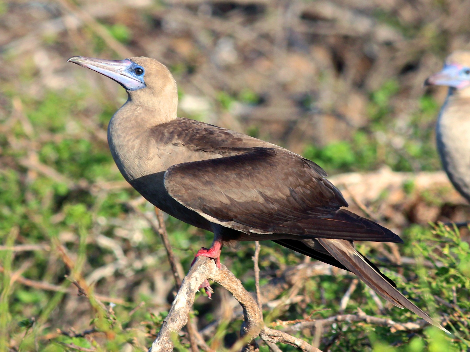 Red-footed Booby - Shawn Billerman