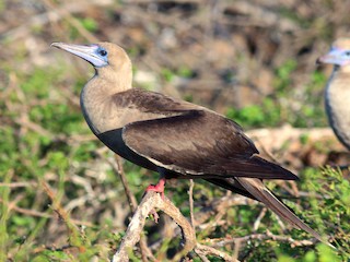 Adult mørk morf - Shawn Billerman - ML49131231