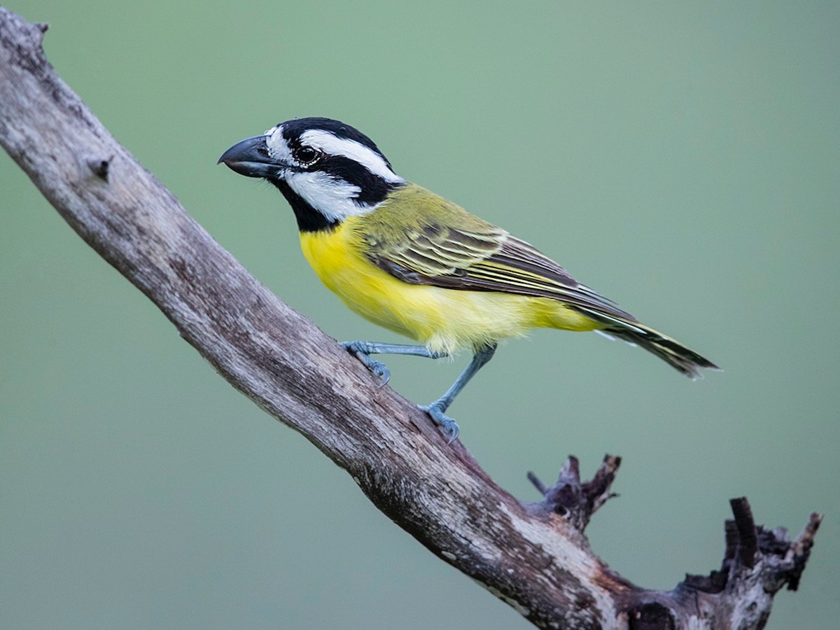 Northern Shrike-tit - Falcunculus whitei - Birds of the World