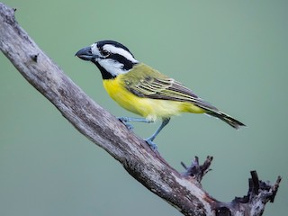  - Northern Shrike-tit