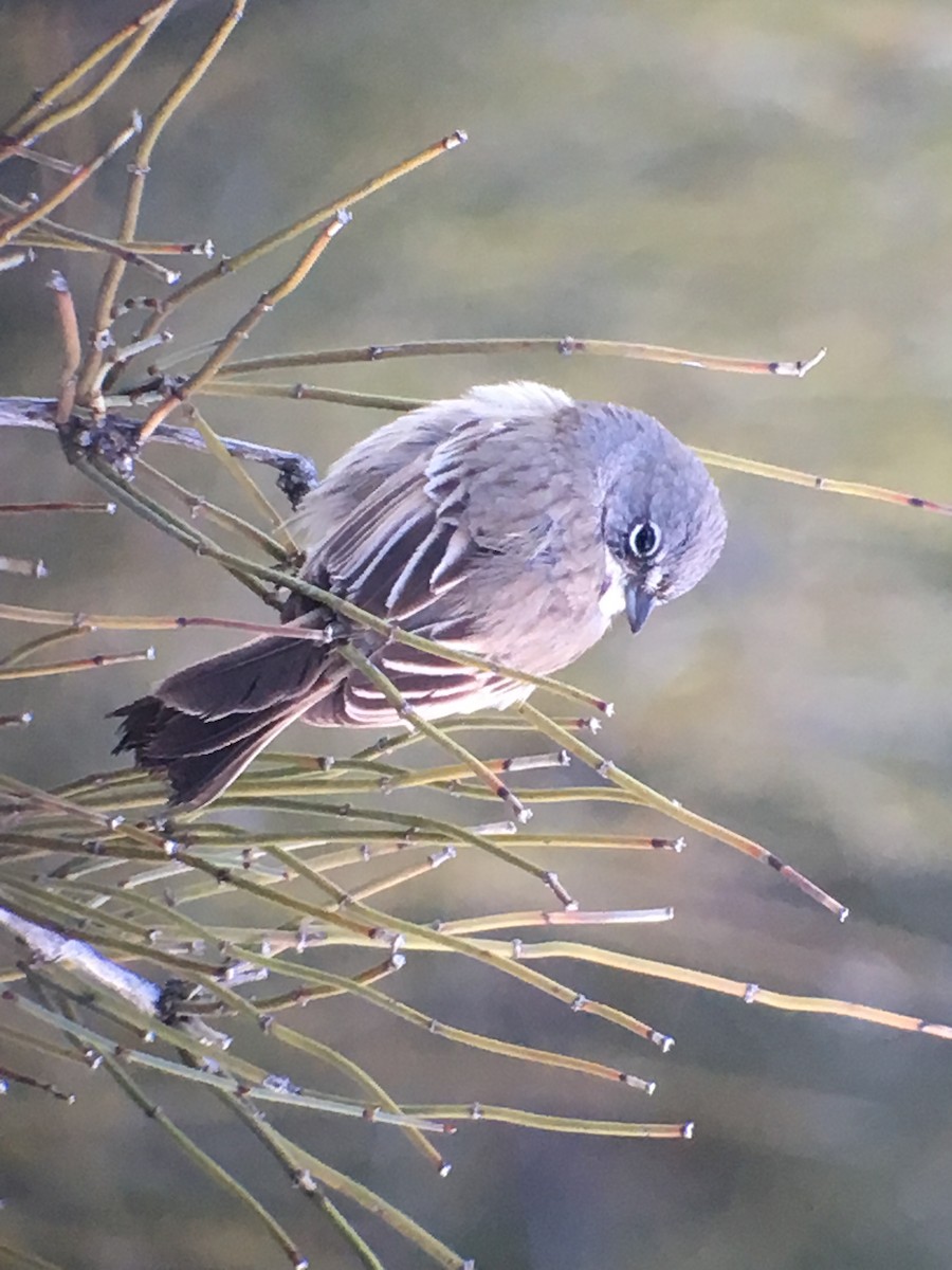 Bell's Sparrow (belli) - ML49131281