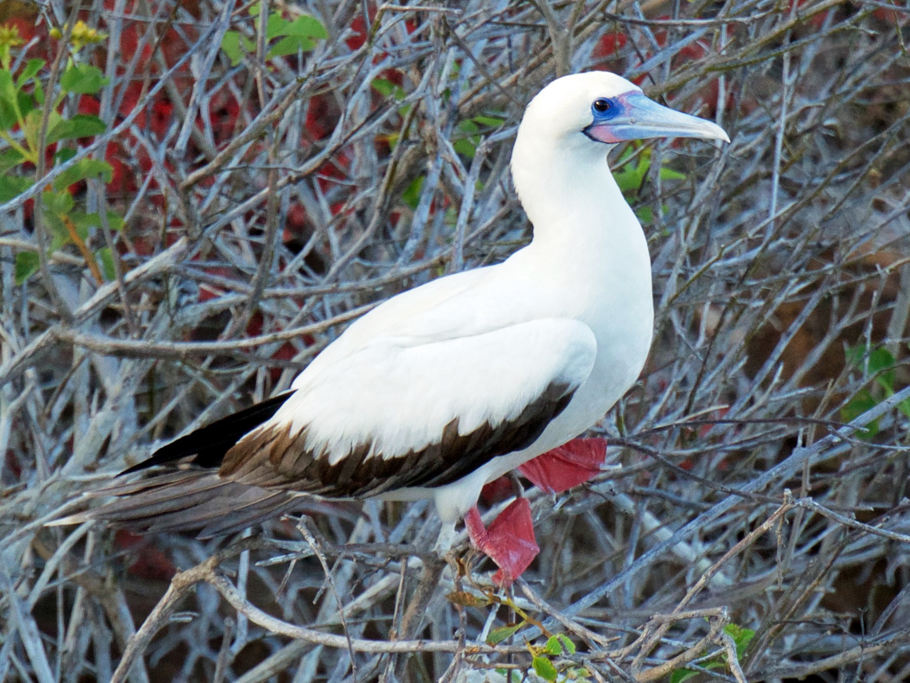 Red-footed Booby - Marilyn Henry