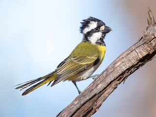  - Western Shrike-tit