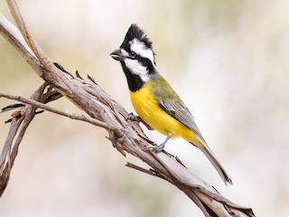  - Eastern Shrike-tit