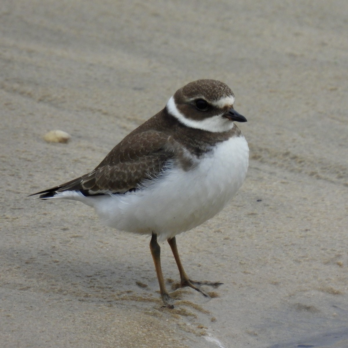 Semipalmated Plover - ML491315951