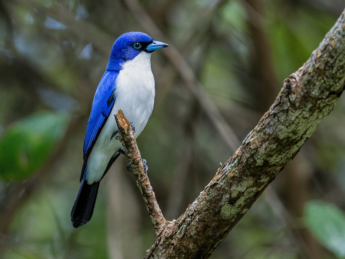 Madagascar Blue Vanga - Cyanolanius madagascarinus - Birds of the World