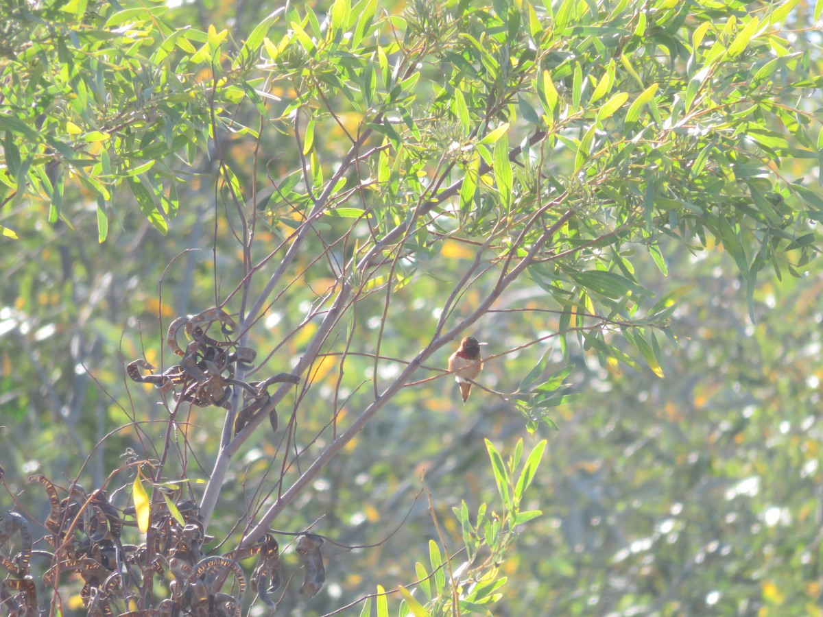 Allen's Hummingbird - ML49133201