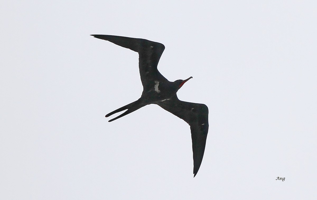Lesser Frigatebird - ML49133251