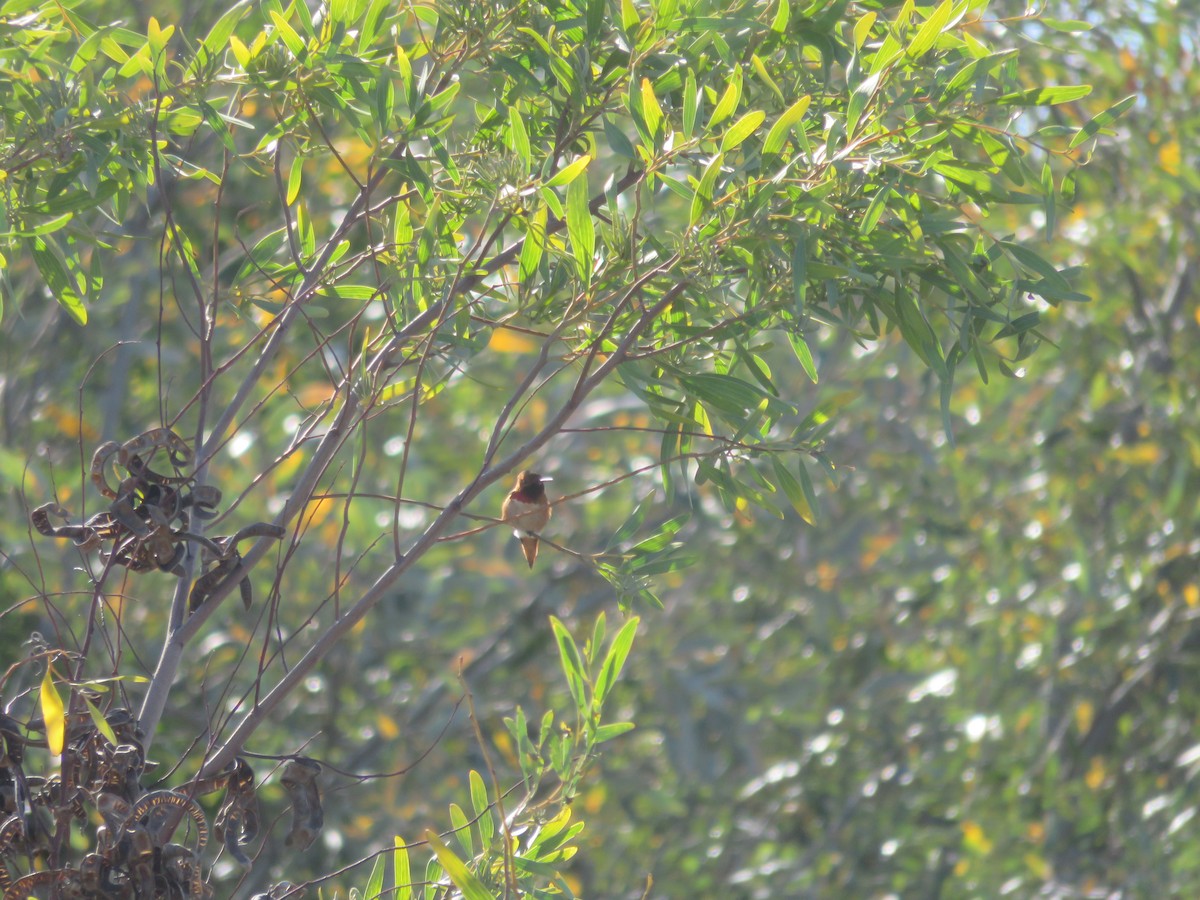 Allen's Hummingbird - ML49133281