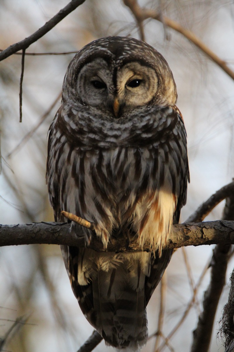 Barred Owl - ML49133461