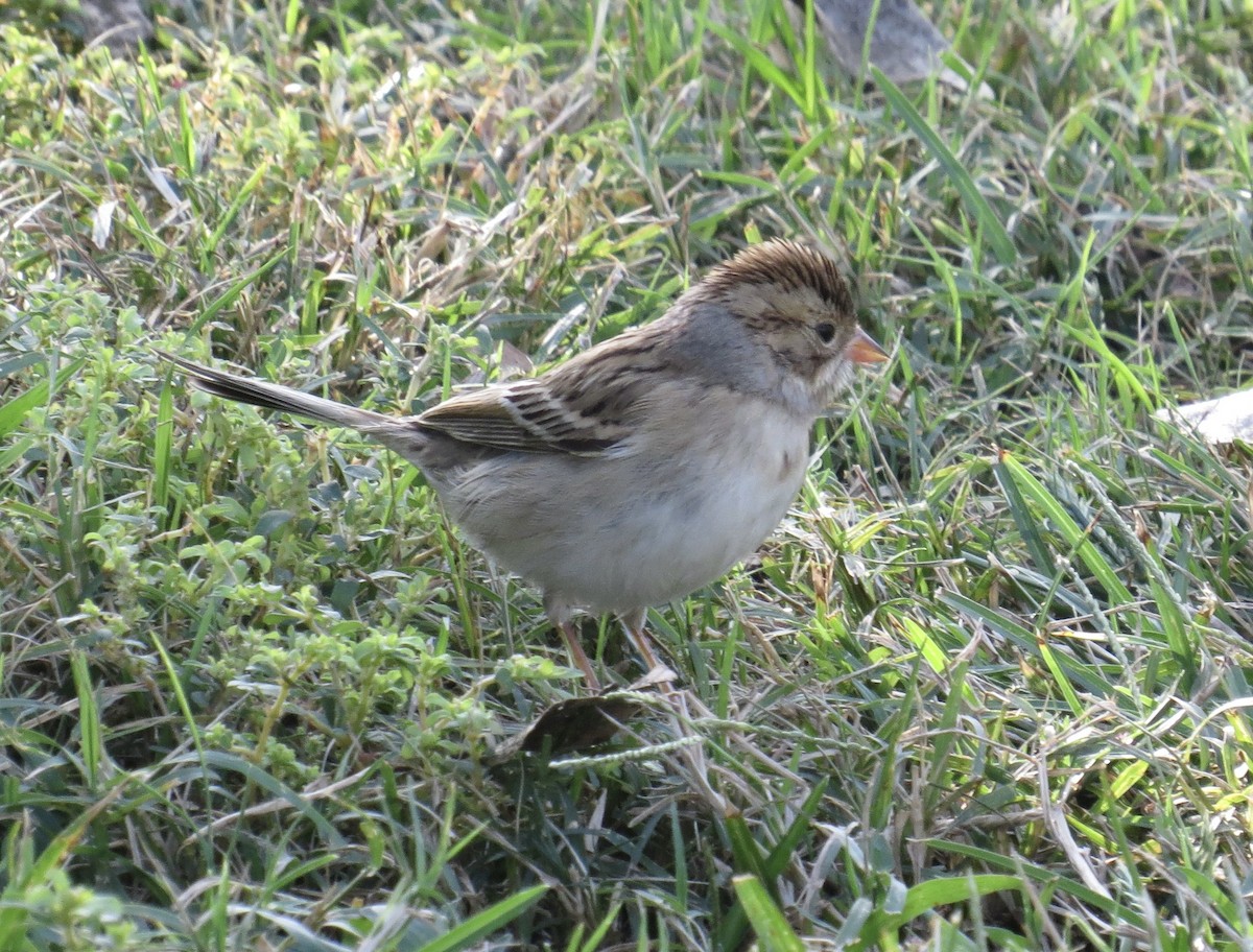 Clay-colored Sparrow - ML491336131