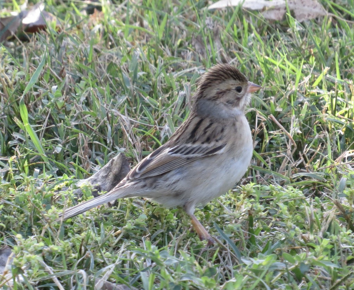 Clay-colored Sparrow - ML491336261