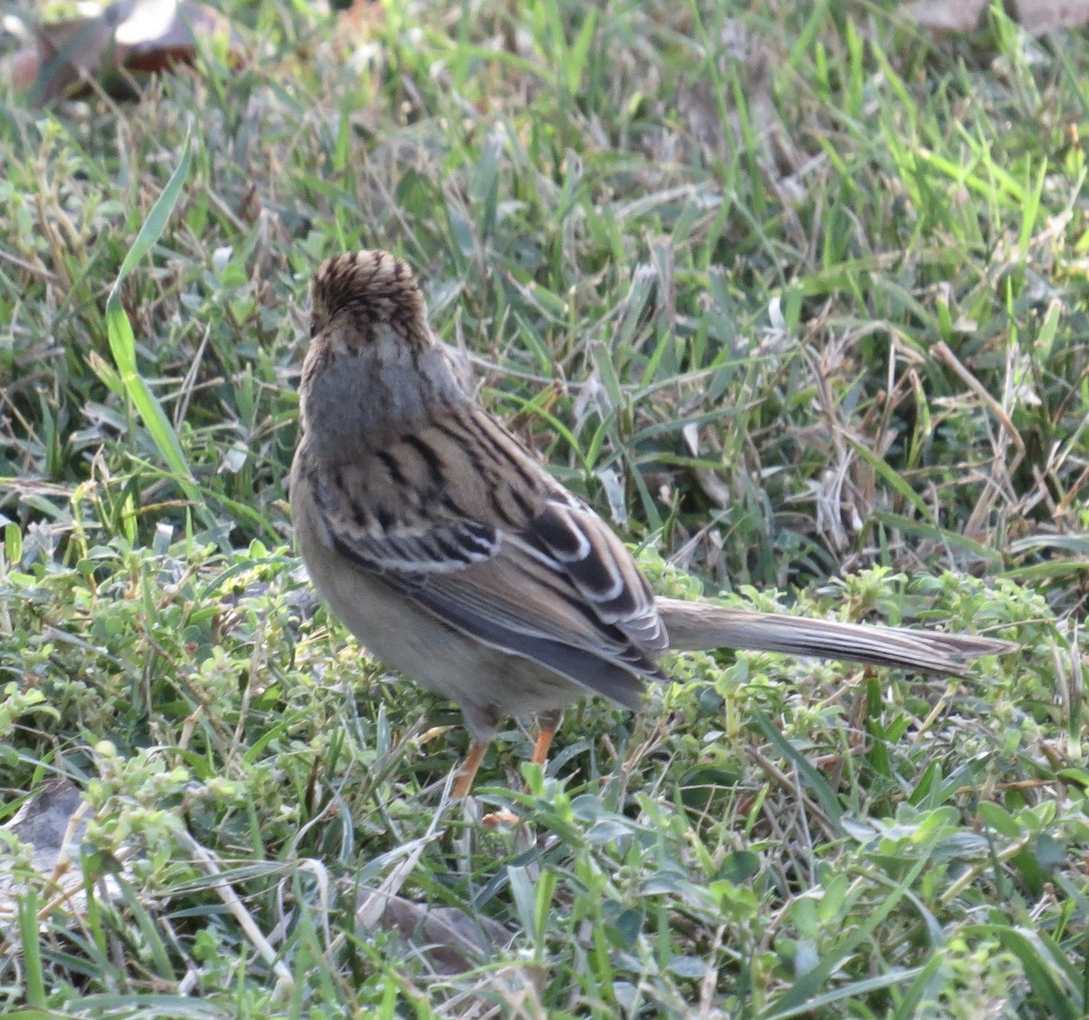 Clay-colored Sparrow - ML491336311