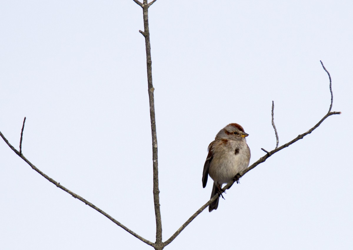 American Tree Sparrow - MELISSA  SOVAY