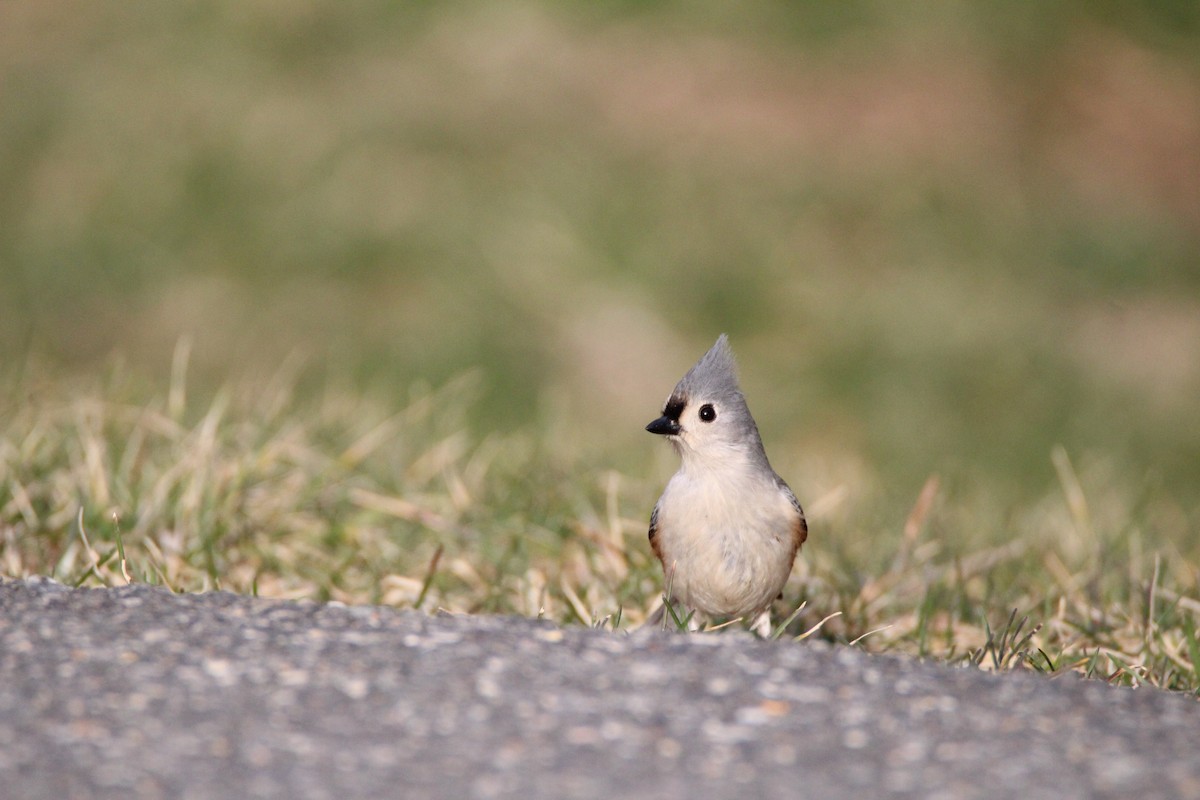 Tufted Titmouse - Percy Ulsamer