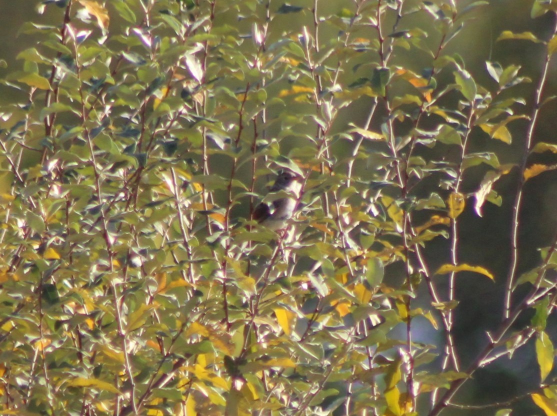 Field Sparrow - ML491338891