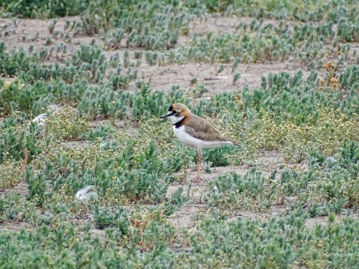 Collared Plover - ML491339201