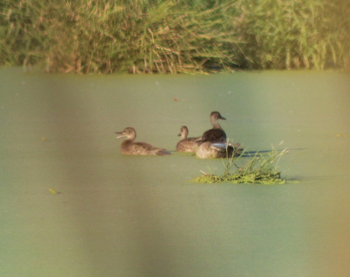 Blue-winged Teal - ML491340331